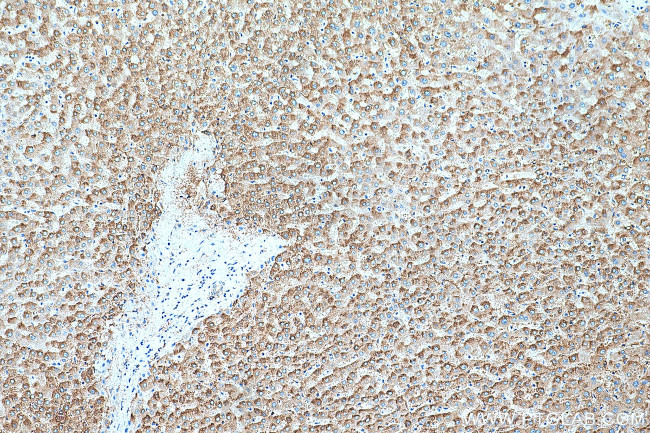 TOAG1 Antibody in Immunohistochemistry (Paraffin) (IHC (P))