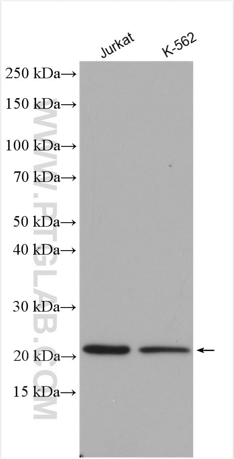 RHOG Antibody in Western Blot (WB)