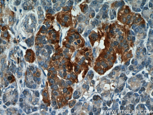 C7orf10 Antibody in Immunohistochemistry (Paraffin) (IHC (P))