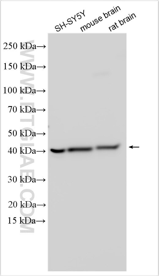SPATA6L Antibody in Western Blot (WB)