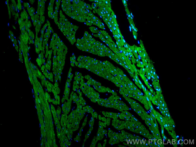 SGCZ Antibody in Immunohistochemistry (PFA fixed) (IHC (PFA))