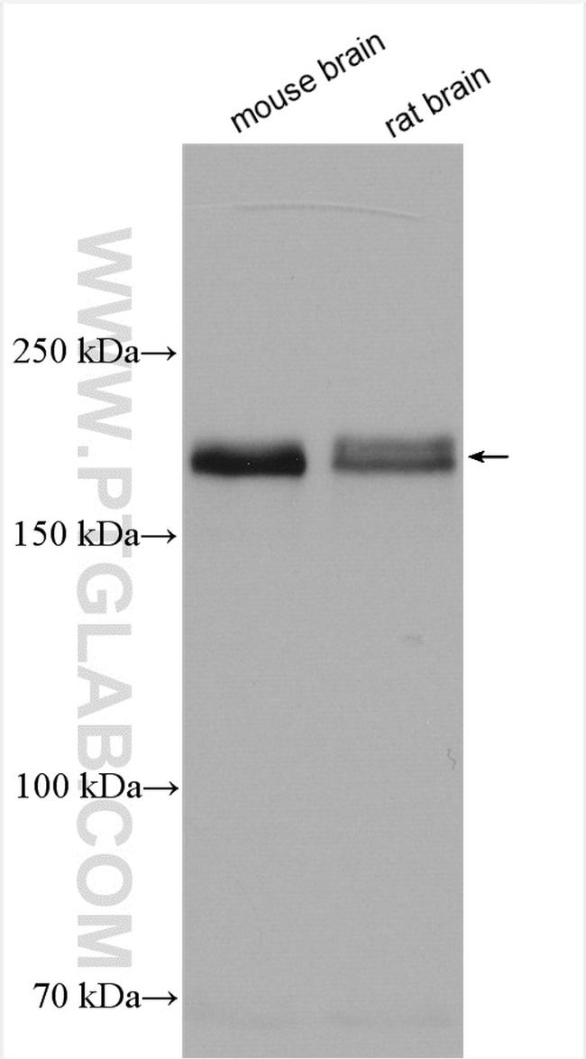 ROBO2 Antibody in Western Blot (WB)