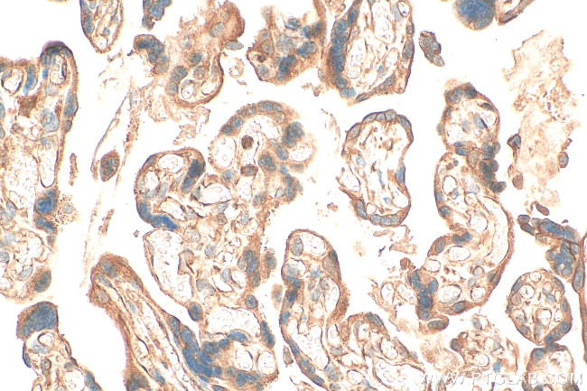 oncomodulin Antibody in Immunohistochemistry (Paraffin) (IHC (P))