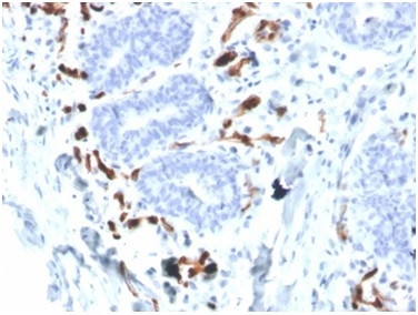 Fatty Acid Binding Protein 4 (FABP4) Antibody in Immunohistochemistry (Paraffin) (IHC (P))