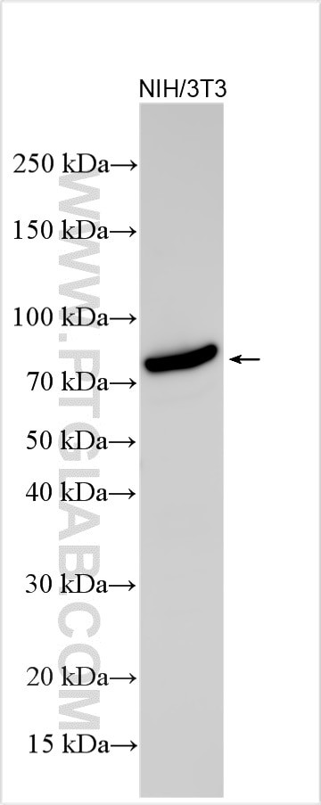 Trehalase Antibody in Western Blot (WB)
