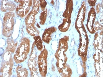 Heart Fatty Acid Binding Protein (H-FABP)/FABP3 Antibody in Immunohistochemistry (Paraffin) (IHC (P))