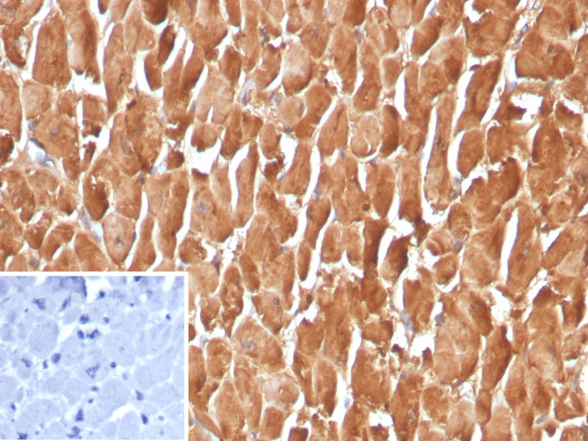 Heart Fatty Acid Binding Protein (H-FABP)/FABP3 Antibody in Immunohistochemistry (Paraffin) (IHC (P))