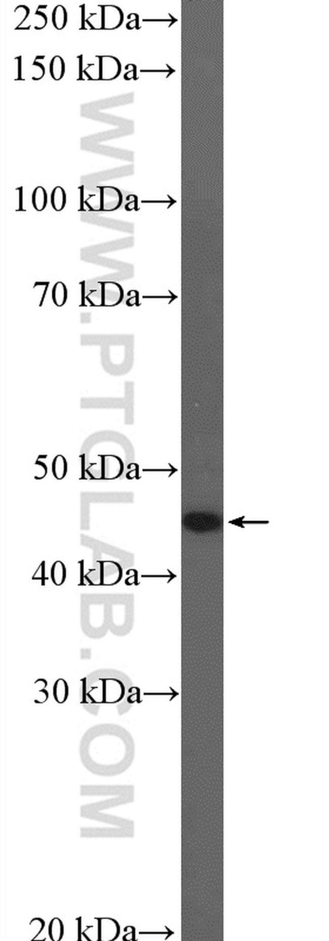 GCM1 Antibody in Western Blot (WB)