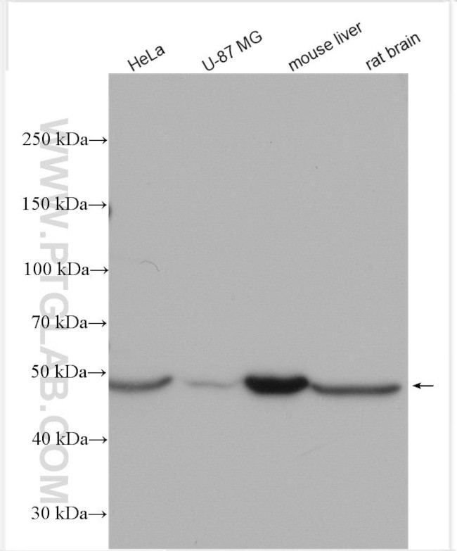 BMT2 Antibody in Western Blot (WB)