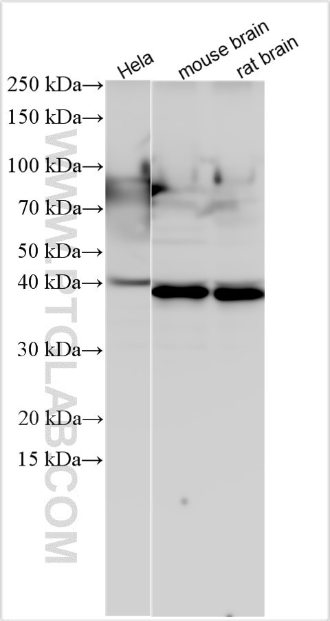 PURG Antibody in Western Blot (WB)