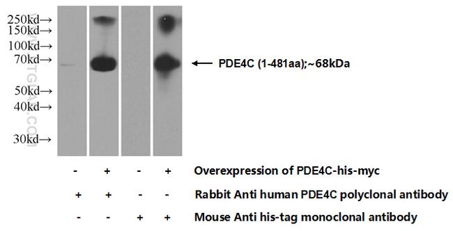 PDE4C Antibody in Western Blot (WB)