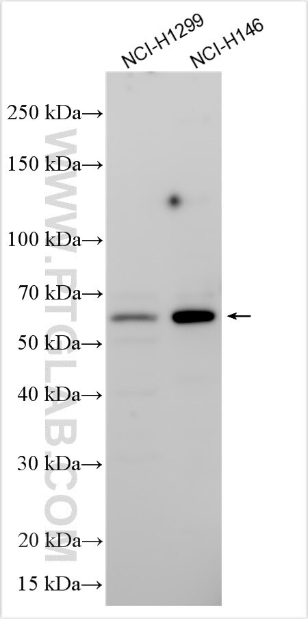 PYROXD2 Antibody in Western Blot (WB)