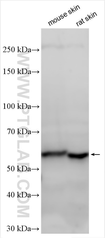 CCDC82 Antibody in Western Blot (WB)