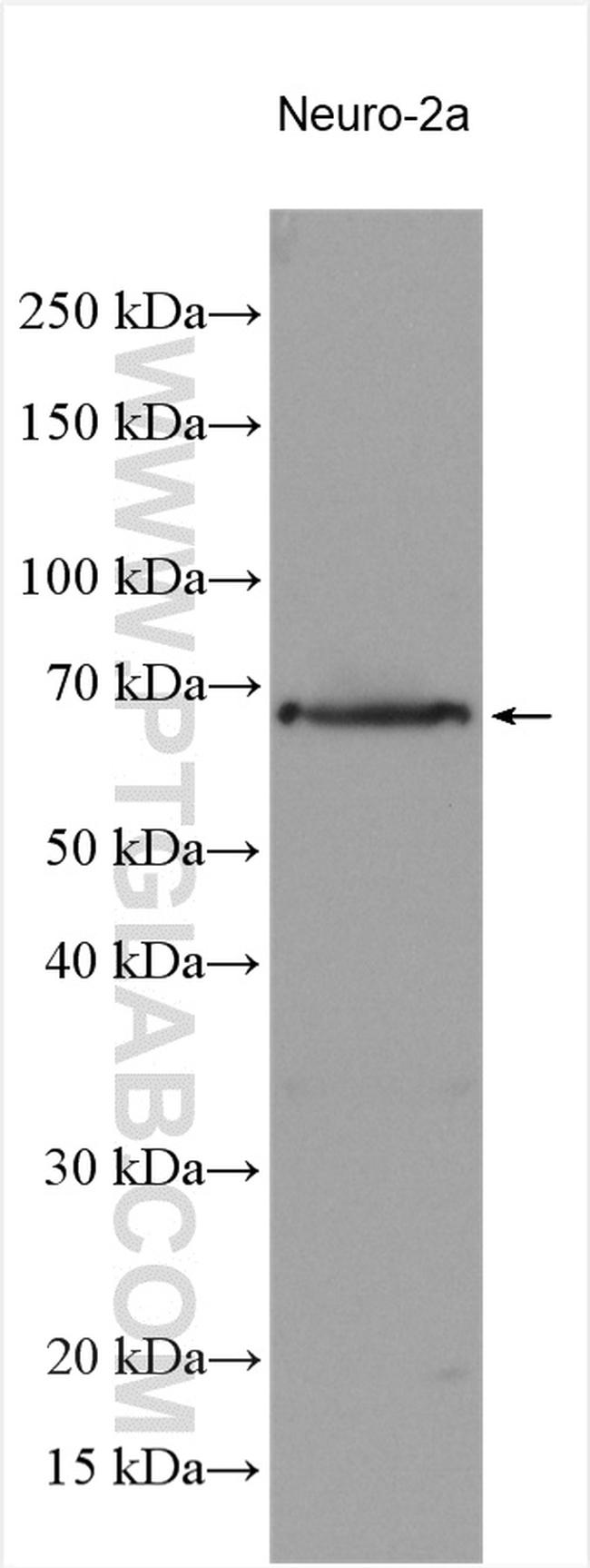 NRXN3 Antibody in Western Blot (WB)