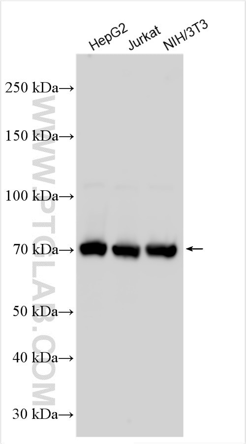 cyclin T2 Antibody in Western Blot (WB)