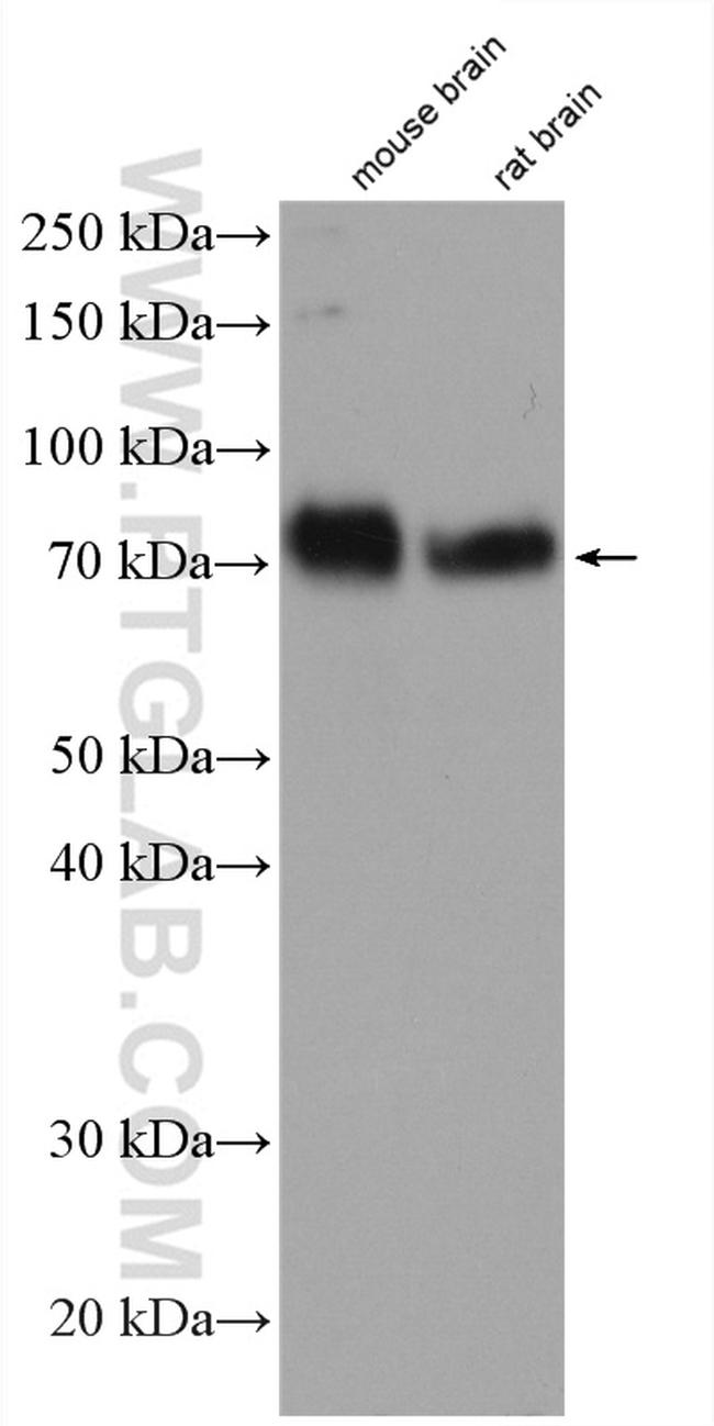 AMIGO1 Antibody in Western Blot (WB)