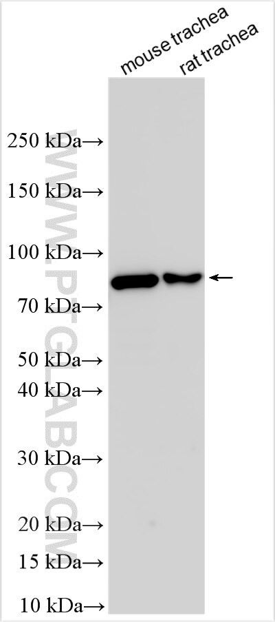 PPTC7 Antibody in Western Blot (WB)