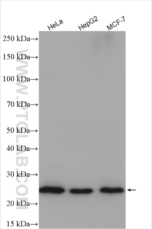 TMED3 Antibody in Western Blot (WB)