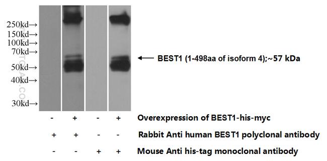 Bestrophin-1 Antibody in Western Blot (WB)