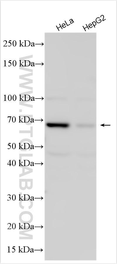 CHRNG Antibody in Western Blot (WB)