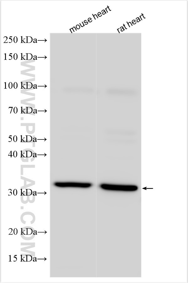 TOR1B Antibody in Western Blot (WB)