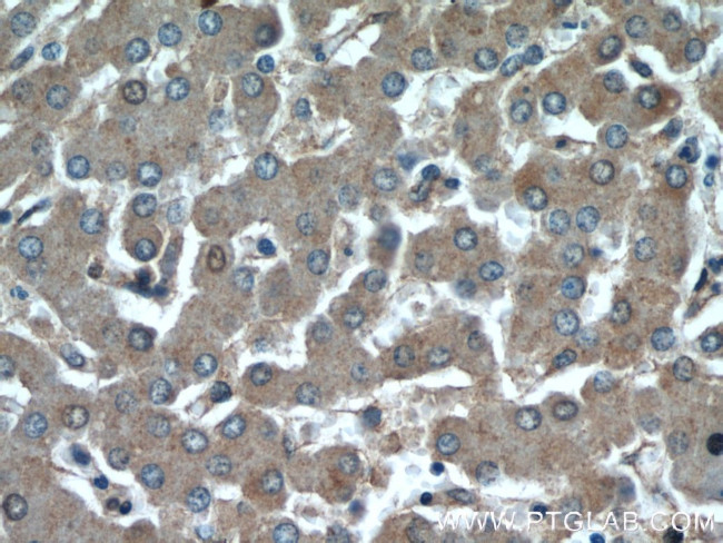 GFRA2 Antibody in Immunohistochemistry (Paraffin) (IHC (P))