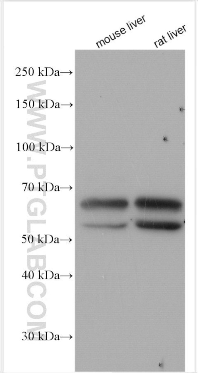 Tyrosinase Antibody in Western Blot (WB)