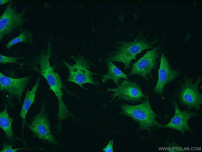 RRBP1 Antibody in Immunocytochemistry (ICC/IF)