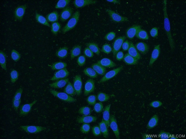CNPY4 Antibody in Immunocytochemistry (ICC/IF)
