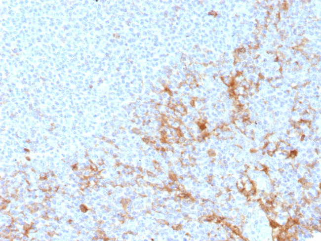 CD64/Fc gamma RI Antibody in Immunohistochemistry (Paraffin) (IHC (P))