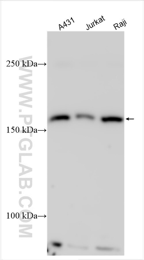 TXLNB Antibody in Western Blot (WB)