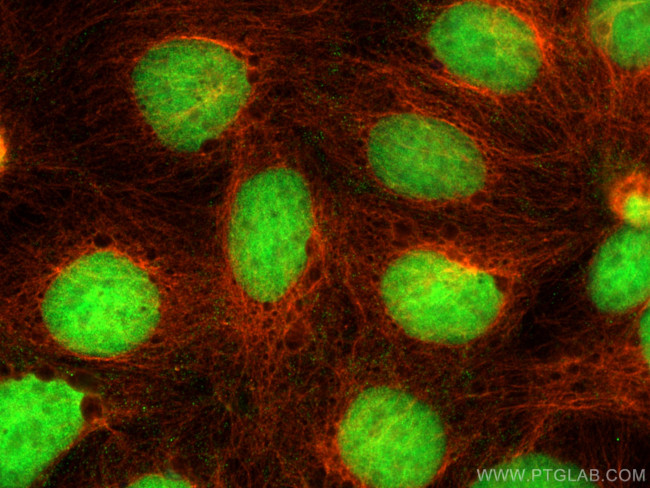 CDX2 Antibody in Immunocytochemistry (ICC/IF)