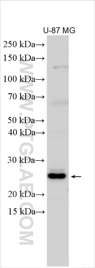 FAM167A Antibody in Western Blot (WB)