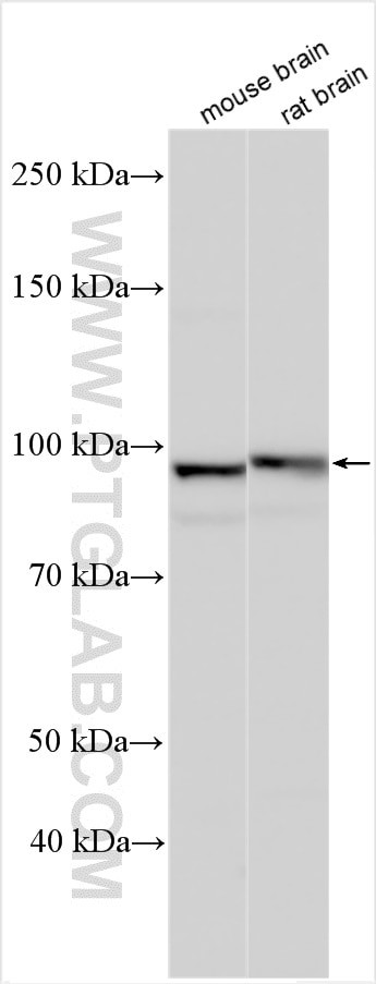 CACNA2D2 Antibody in Western Blot (WB)