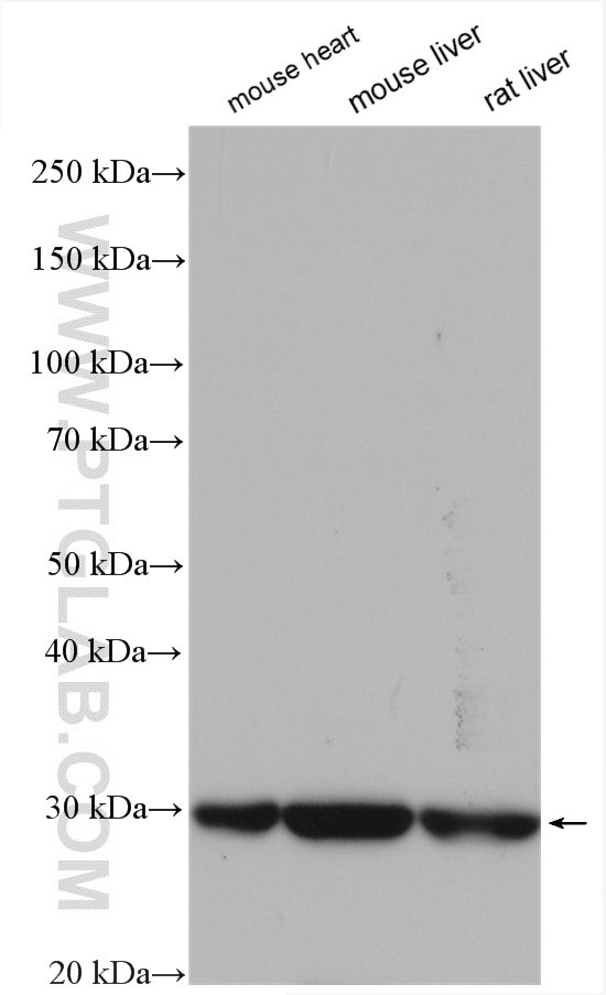 ENDOG Antibody in Western Blot (WB)
