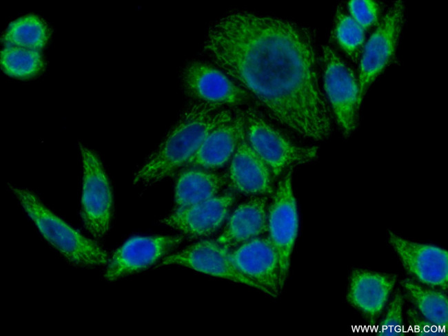 PYCR1 Antibody in Immunocytochemistry (ICC/IF)