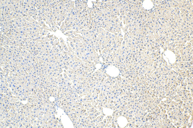 CCZ1 Antibody in Immunohistochemistry (Paraffin) (IHC (P))