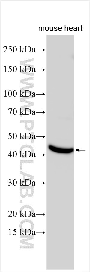 Connexin 45 Antibody in Western Blot (WB)