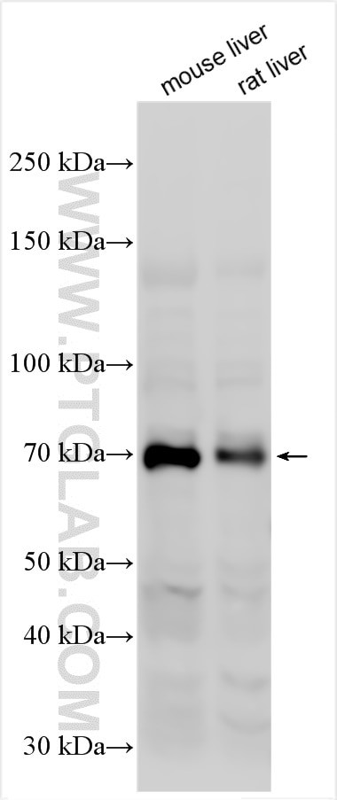 GLP2R Antibody in Western Blot (WB)