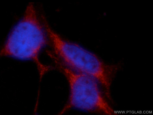 SHISA4 Antibody in Immunocytochemistry (ICC/IF)