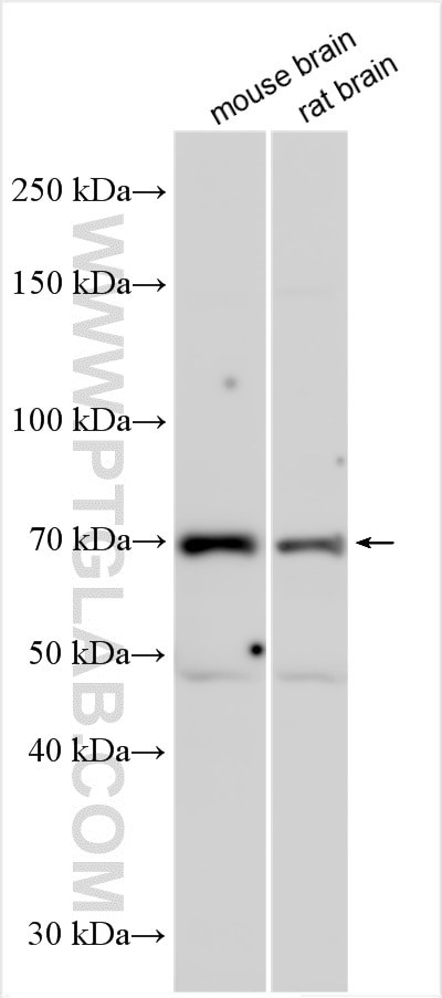 CNGA4 Antibody in Western Blot (WB)