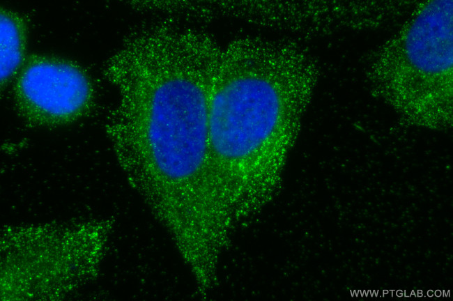 SOSTDC1 Antibody in Immunocytochemistry (ICC/IF)