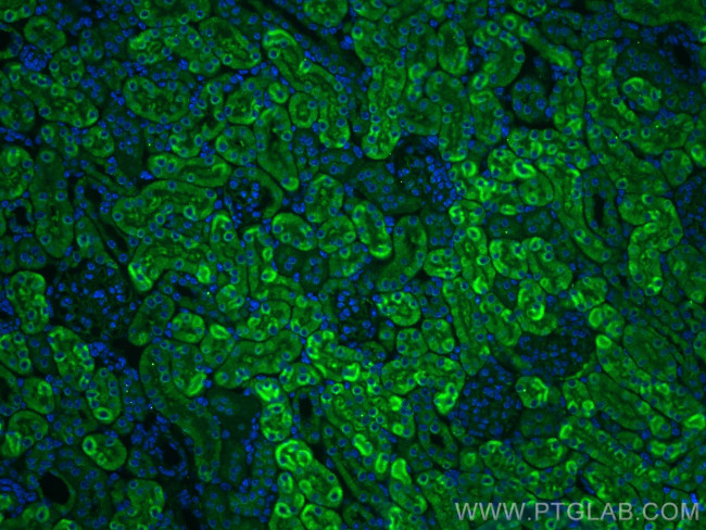 KIRREL Antibody in Immunohistochemistry (PFA fixed) (IHC (PFA))