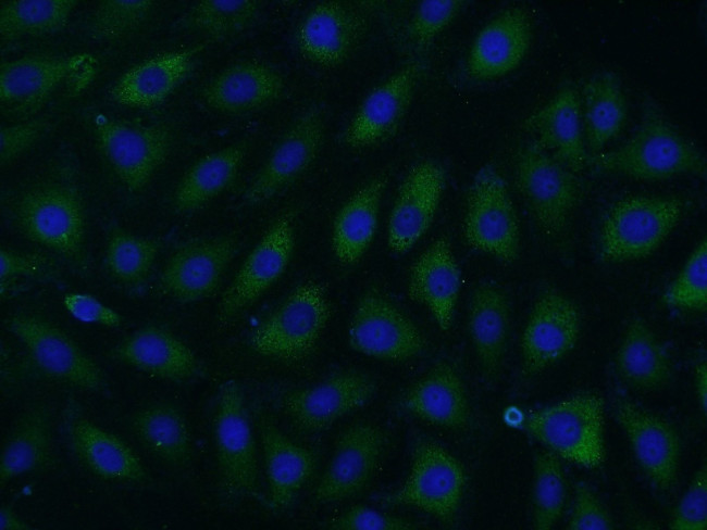SPOCD1 Antibody in Immunocytochemistry (ICC/IF)