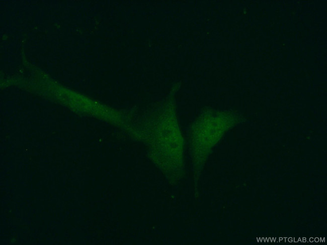 ASF1A Antibody in Immunocytochemistry (ICC/IF)