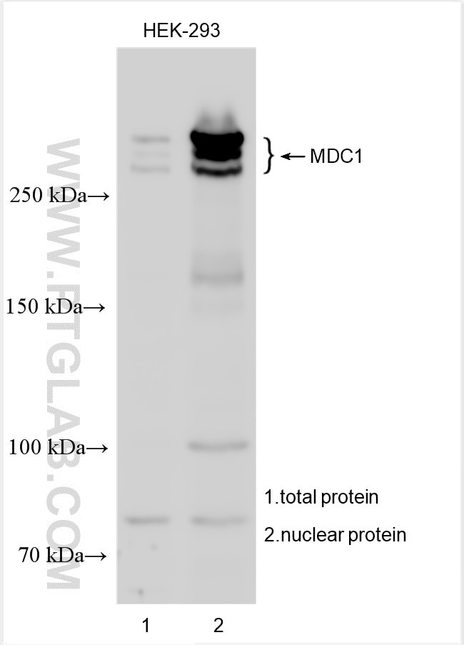 MDC1 Antibody in Western Blot (WB)