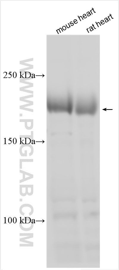 MYH7B Antibody in Western Blot (WB)