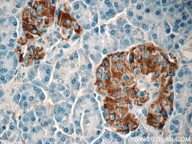 Amylin Antibody in Immunohistochemistry (Paraffin) (IHC (P))