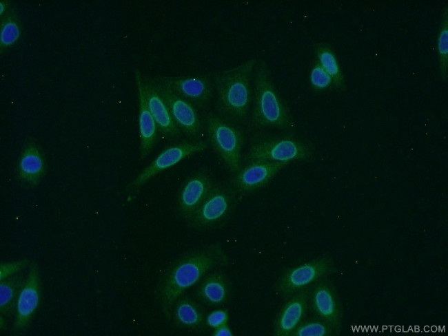RCC1 Antibody in Immunocytochemistry (ICC/IF)