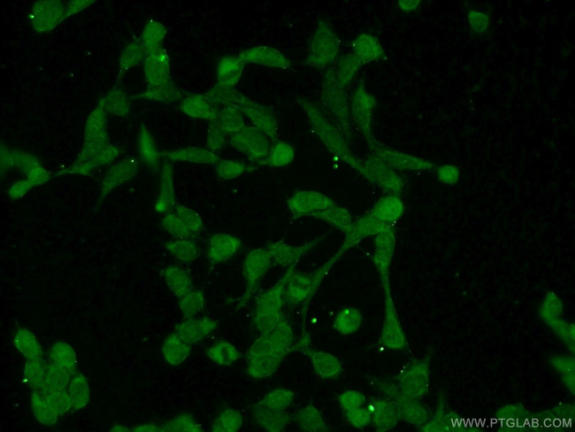 USP11 Antibody in Immunocytochemistry (ICC/IF)